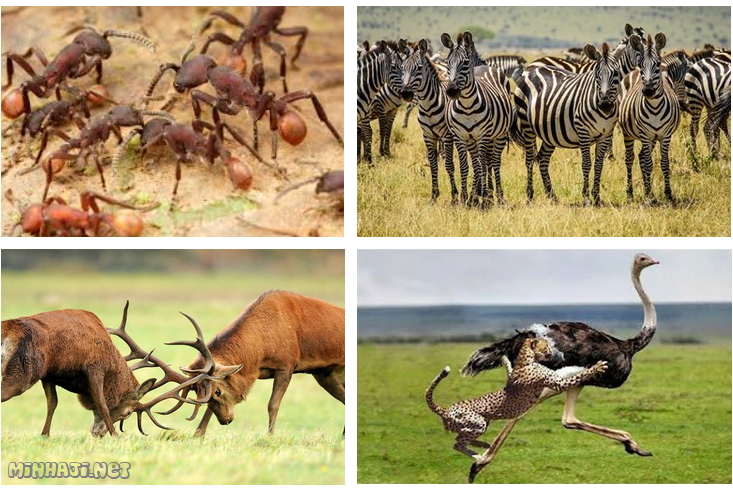 الدفاع عن النفس من أسباب سلوك الحيوانات الدفاع عن النفس من أسباب سلوك الحيوانات